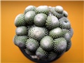 blossfeldia liliputana